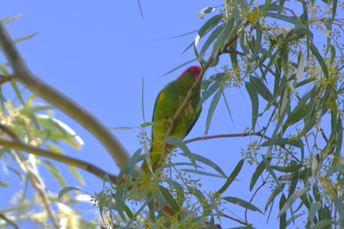 Musk Lorikeet - ML552966131