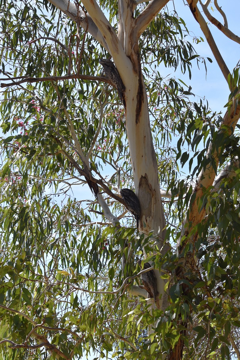 Tawny Frogmouth - ML552966261