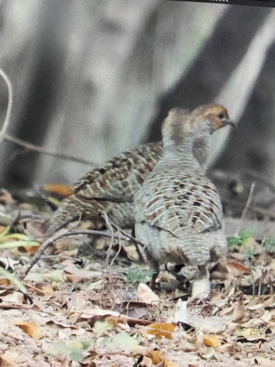 Chestnut-bellied Sandgrouse - ML552966991