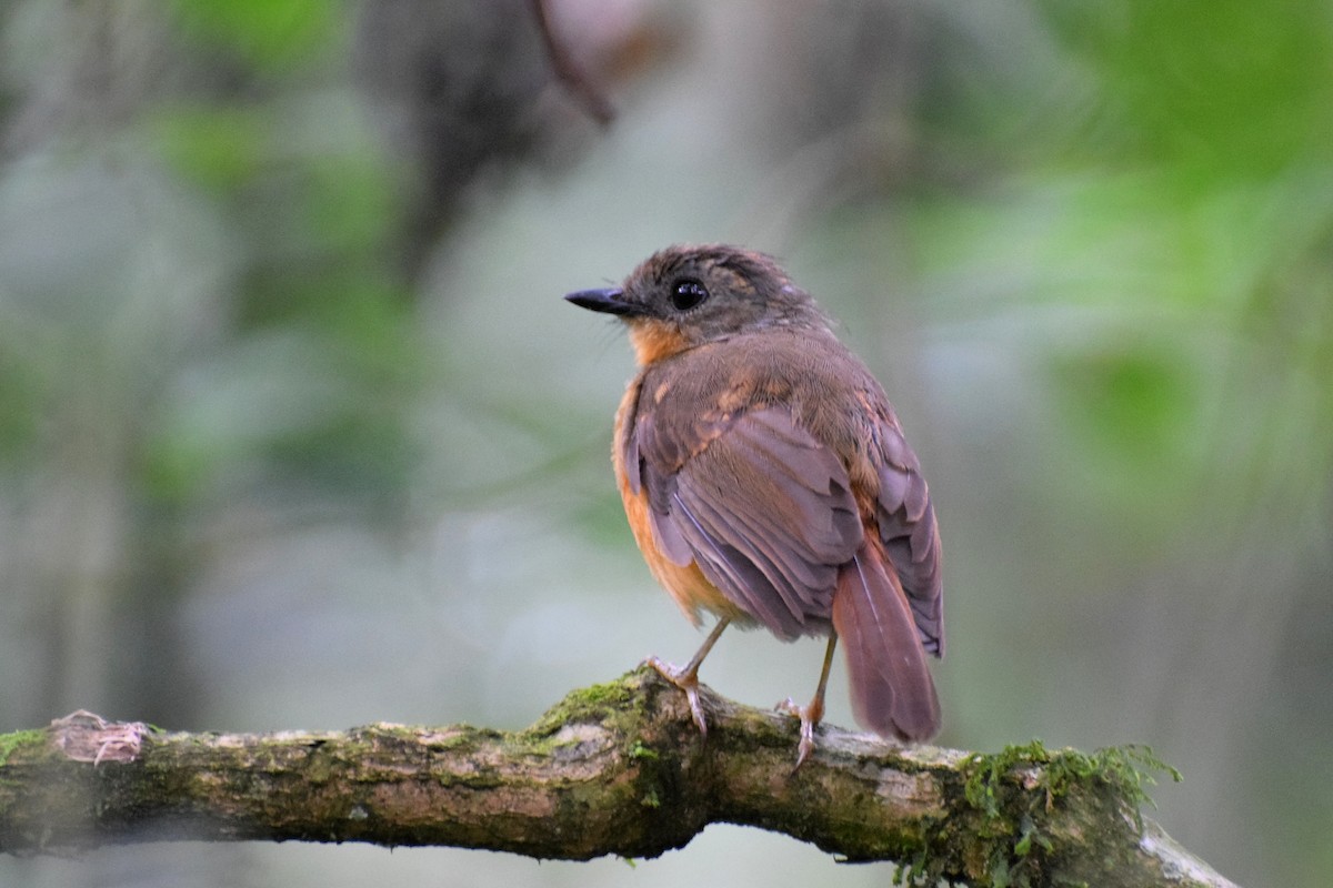 Equatorial Akalat - Nathan Hentze