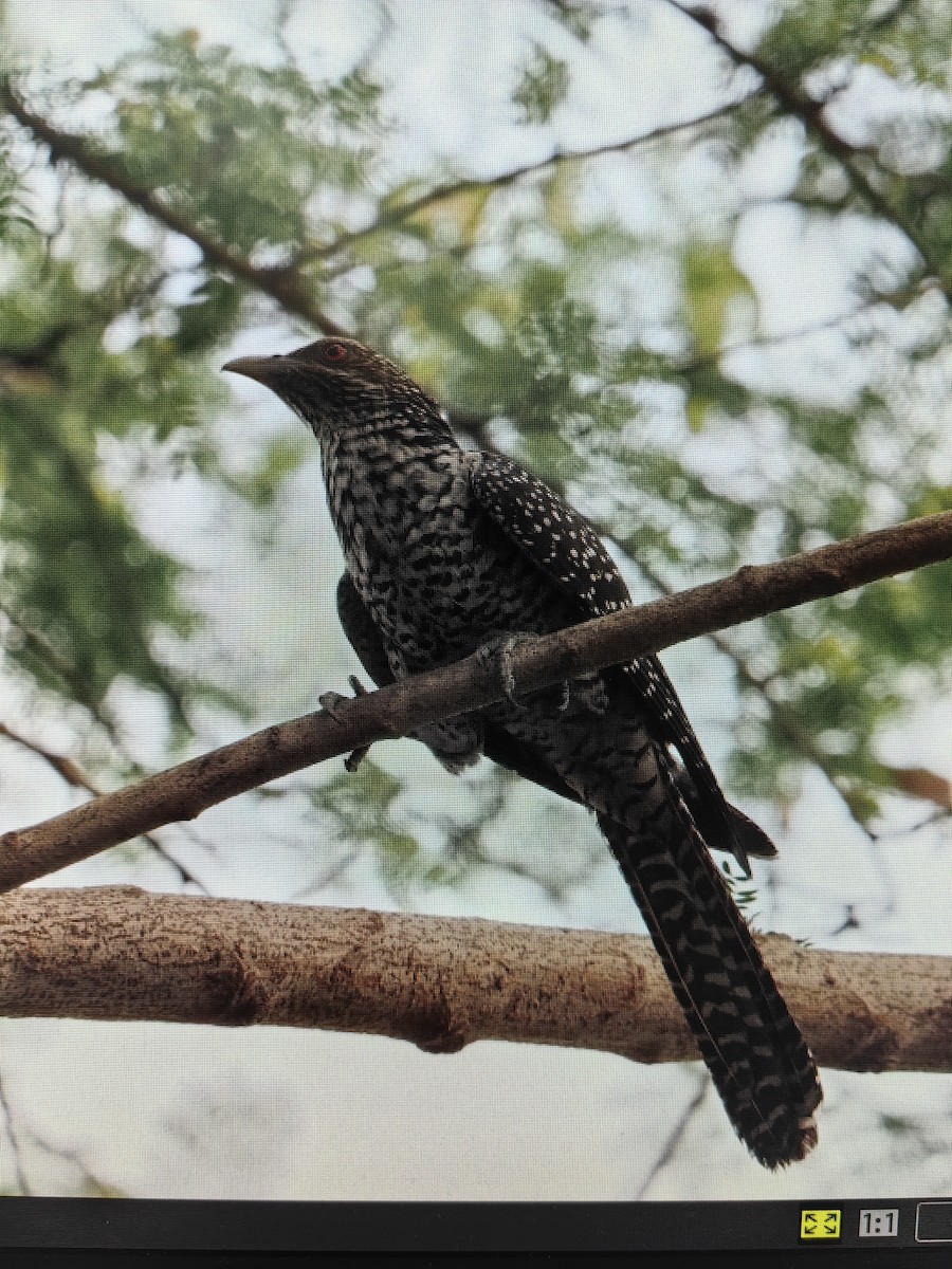 Asian Koel - ML552967141