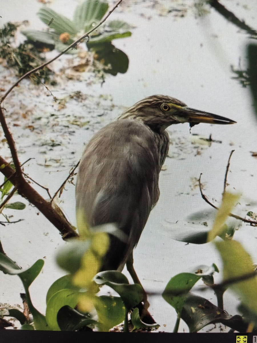 Indian Pond-Heron - ML552967241