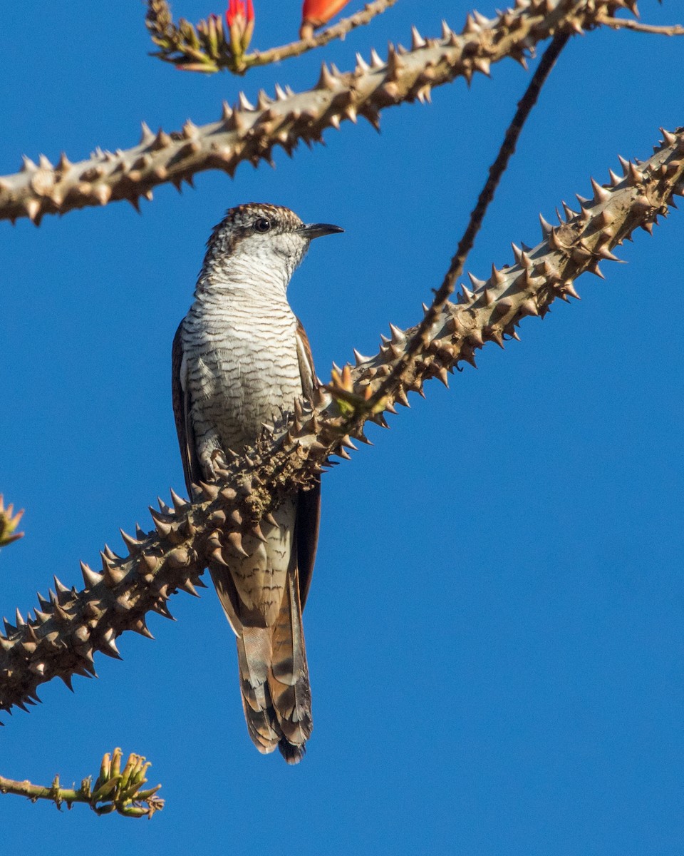 Banded Bay Cuckoo - ML552968291