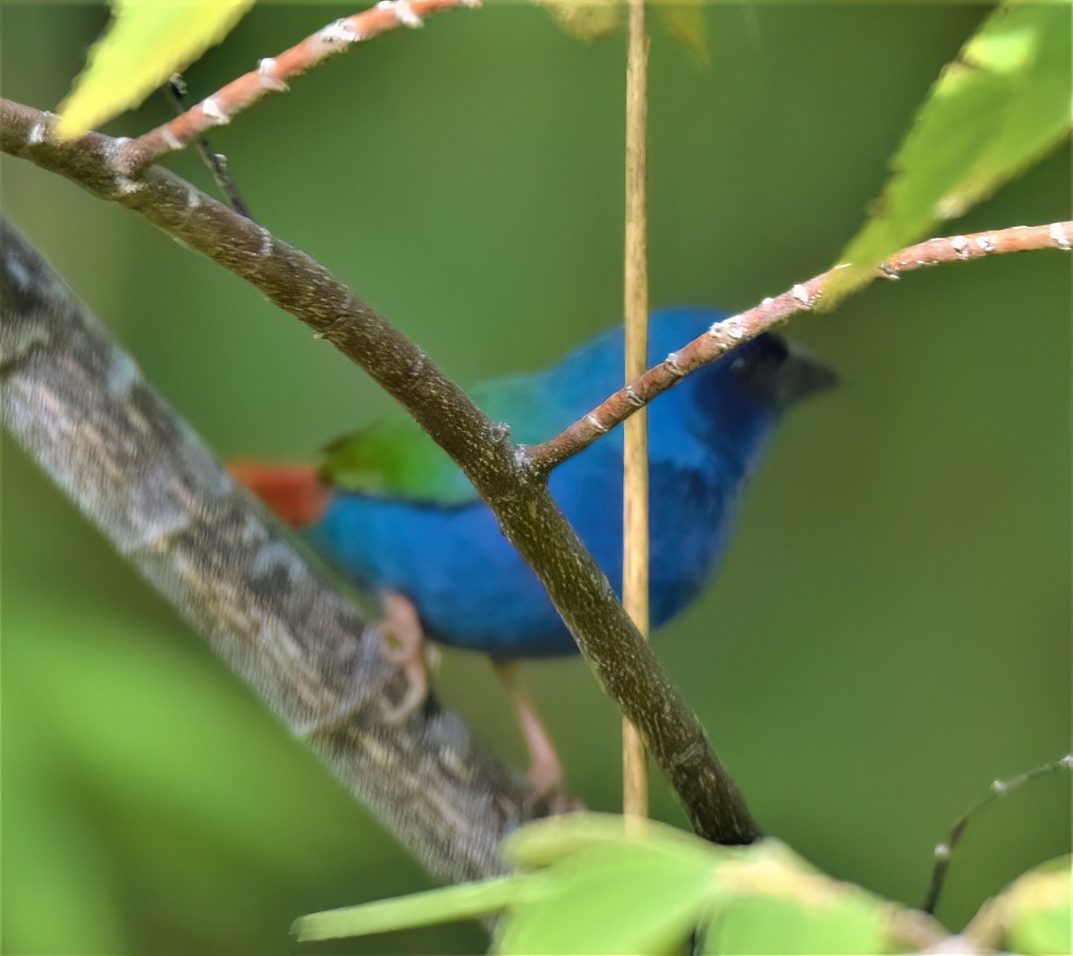 Tricolored Parrotfinch - José Teixeira