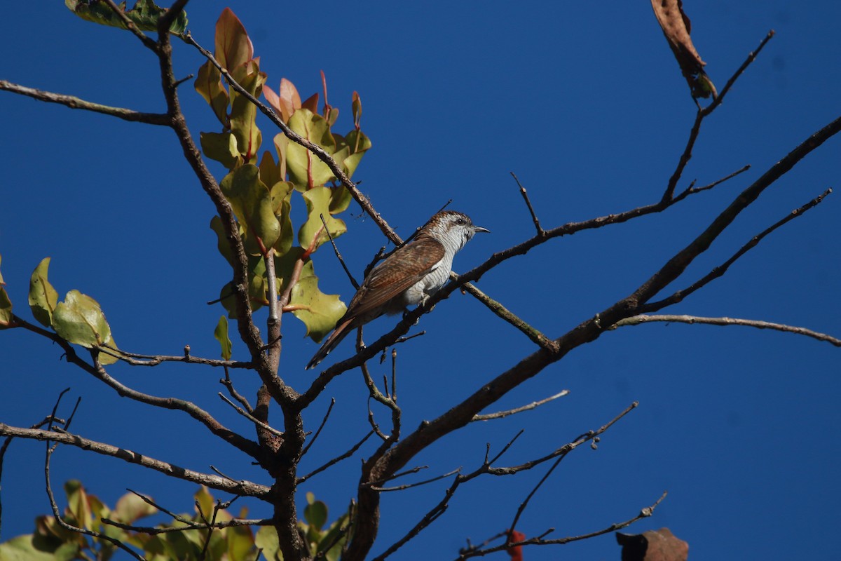 Banded Bay Cuckoo - ML552968601