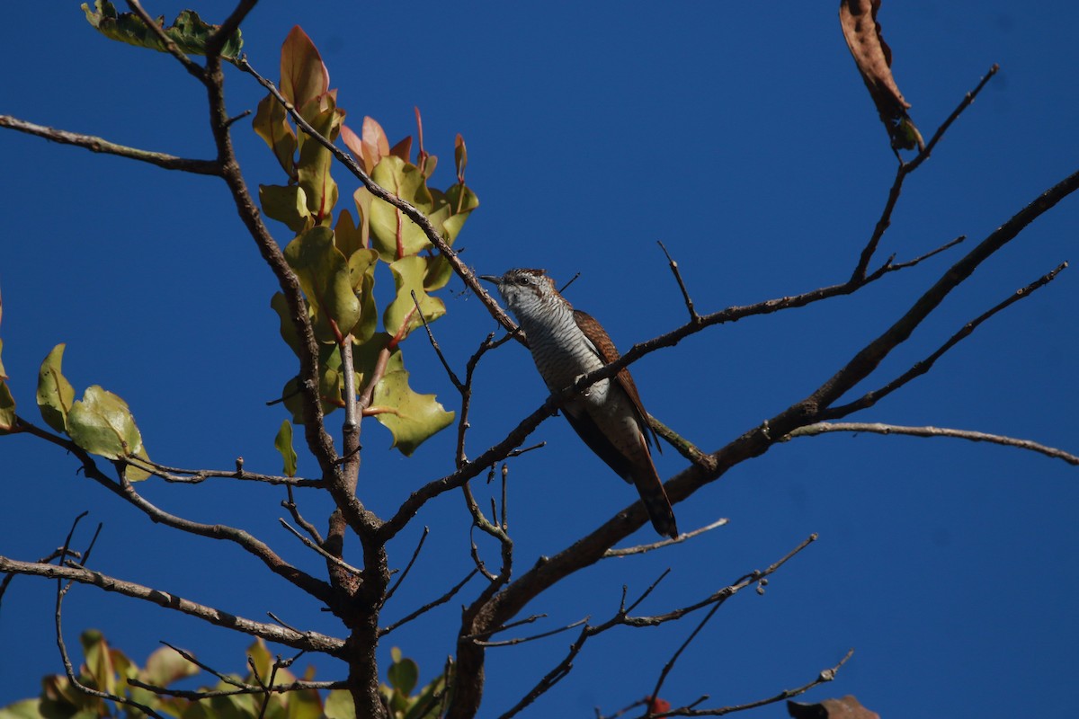 Banded Bay Cuckoo - ML552968611