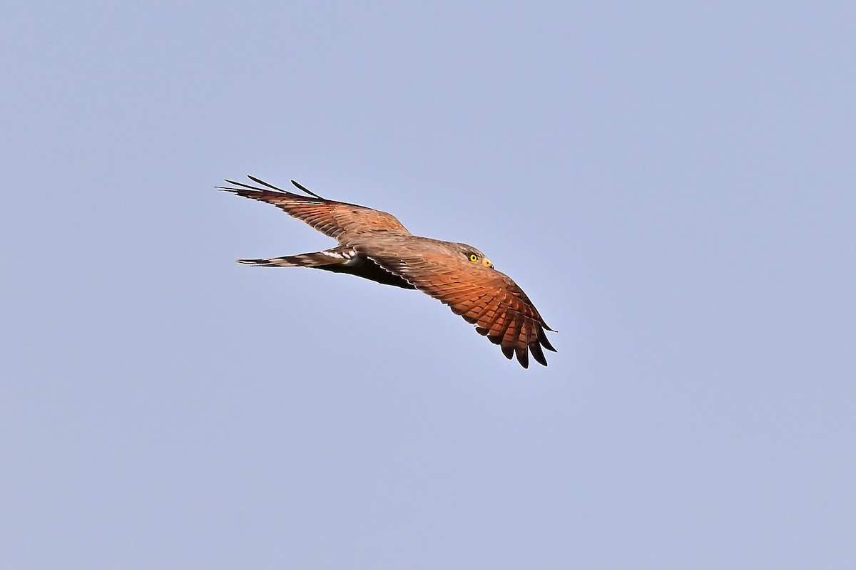 Gray-faced Buzzard - Weber Tsai