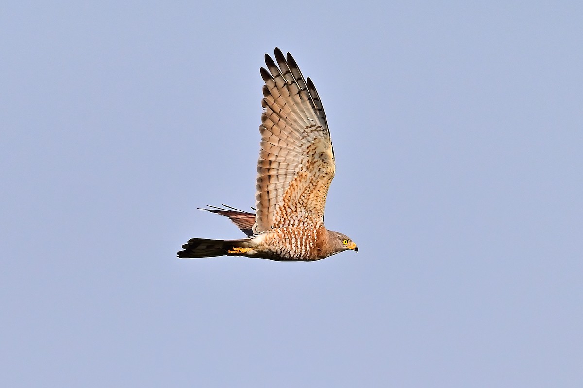 Gray-faced Buzzard - Weber Tsai