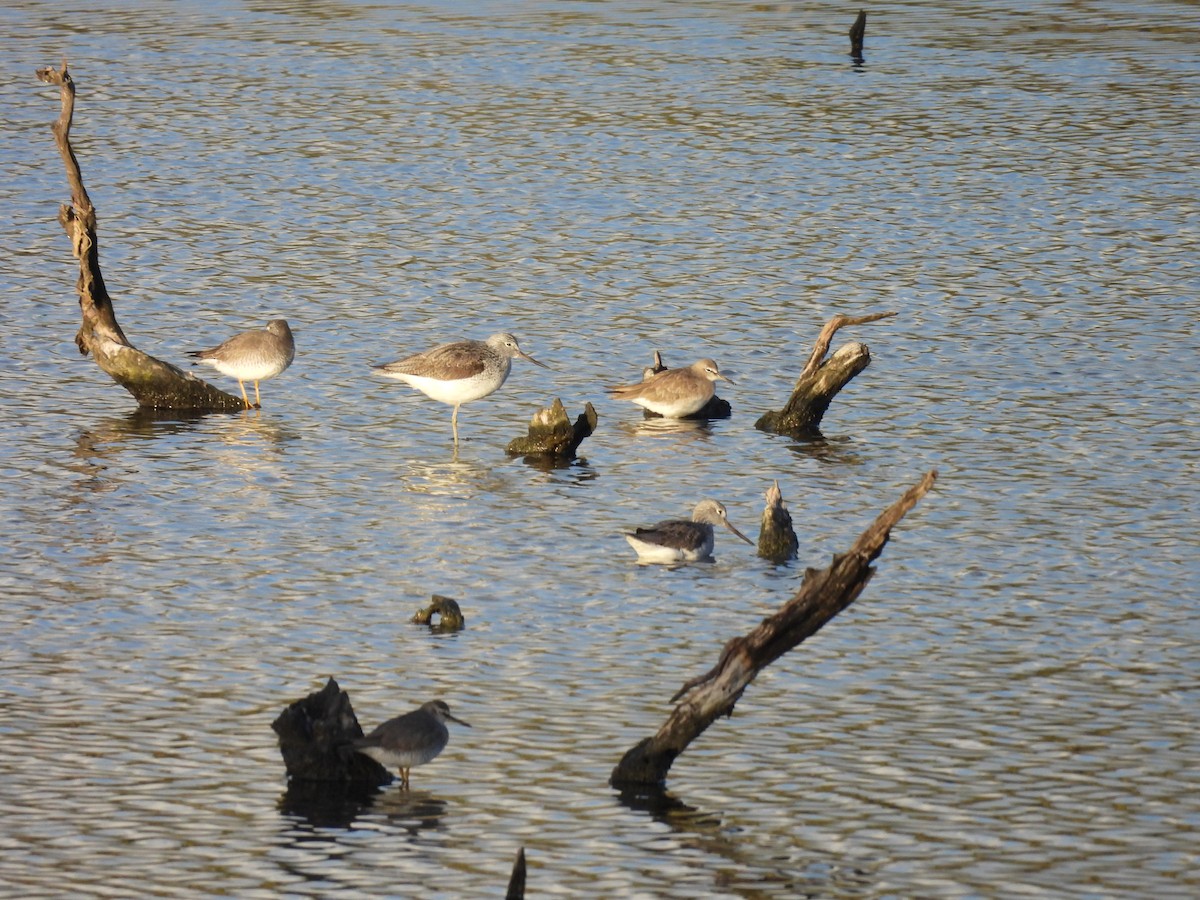 Gray-tailed Tattler - Michael Wu