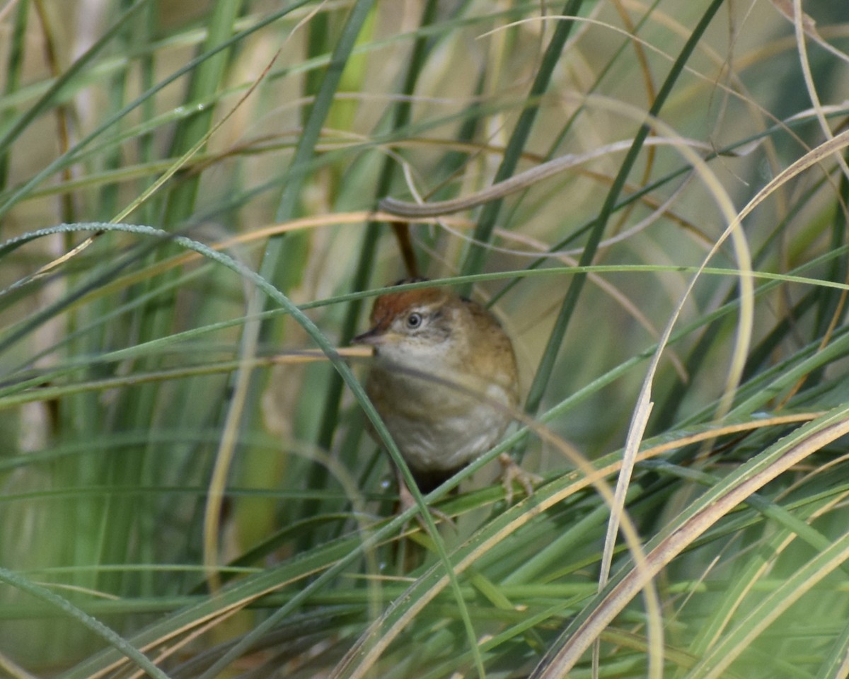 Bay-capped Wren-Spinetail - ML552971151