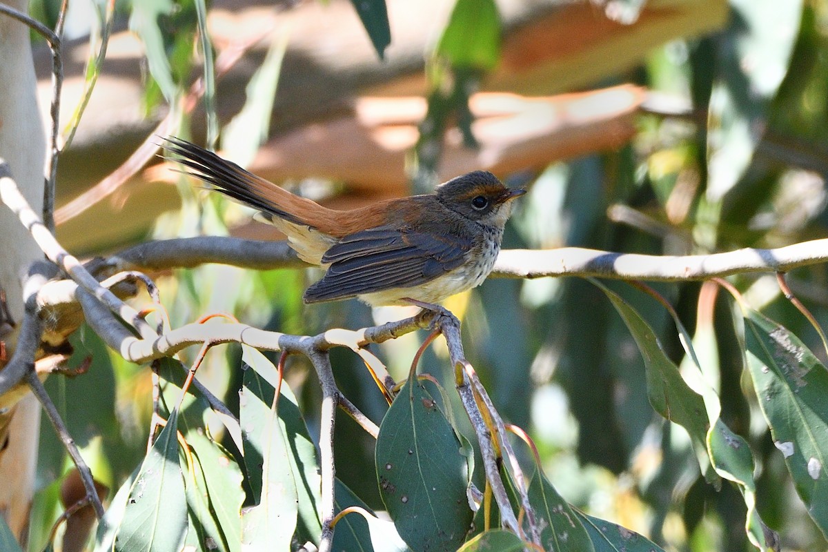 Australian Rufous Fantail - ML552971441