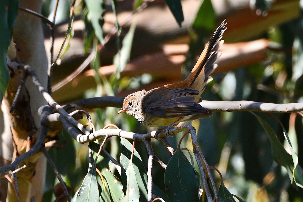 Australian Rufous Fantail - ML552971611