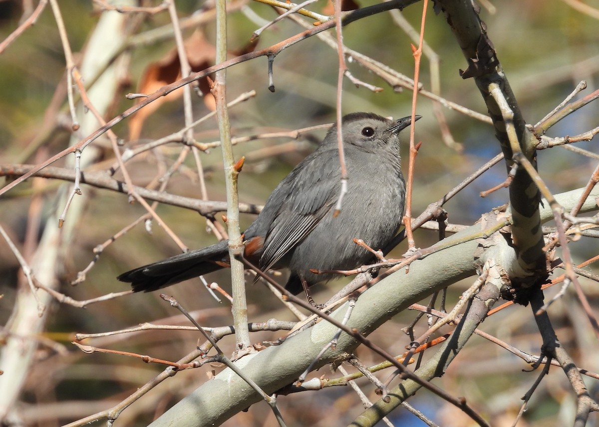 Pájaro Gato Gris - ML552972581