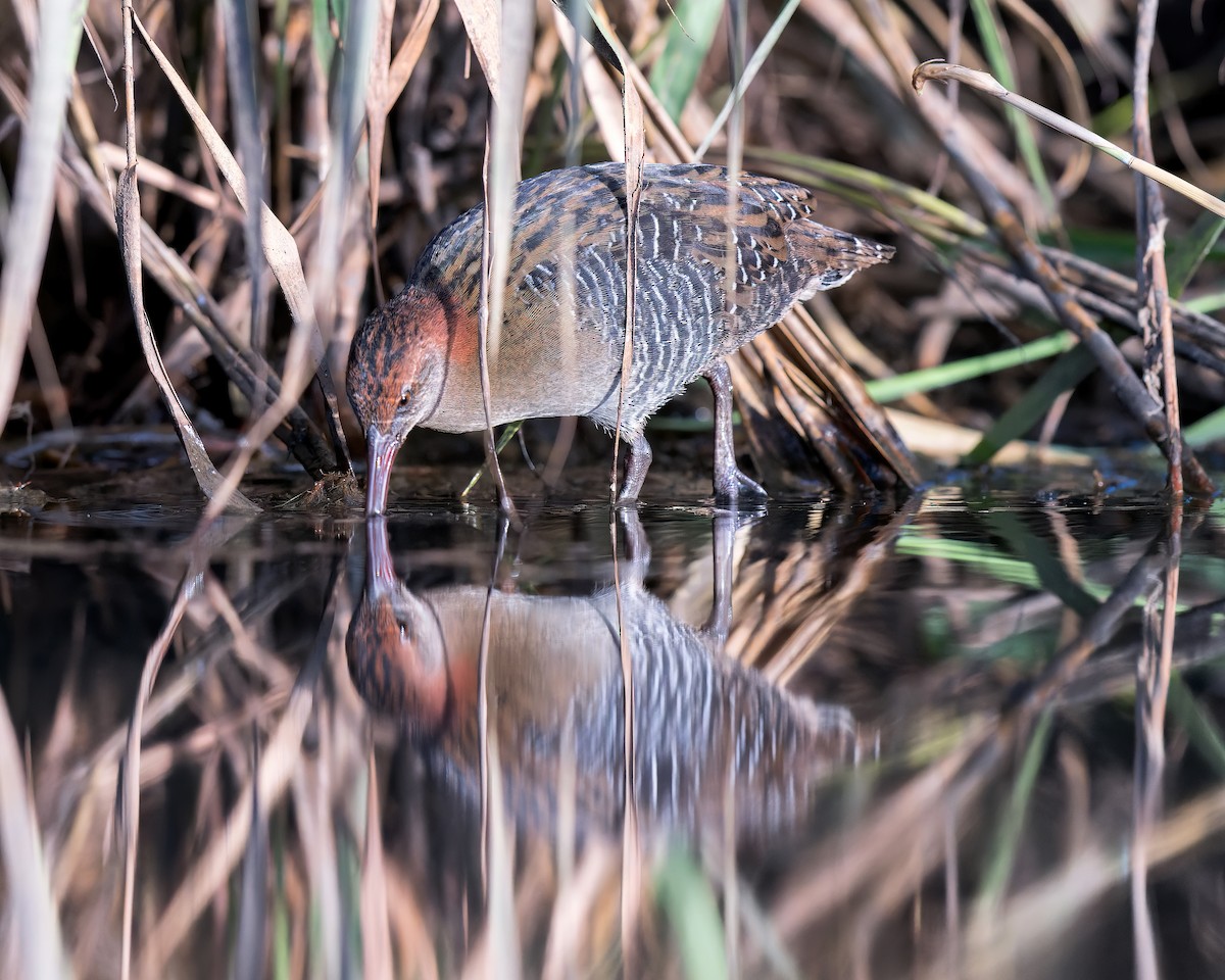 Lewin's Rail - ML552973611