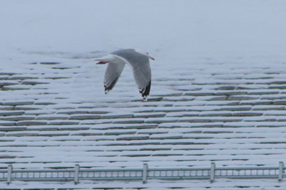 Great Black-backed Gull - ML552977171