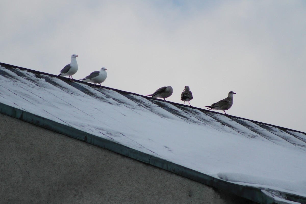 Great Black-backed Gull - ML552977551