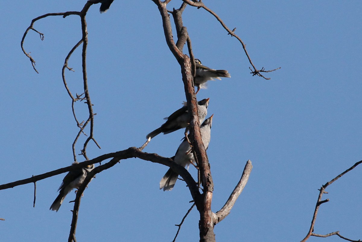 Noisy Miner - Martyn Covey