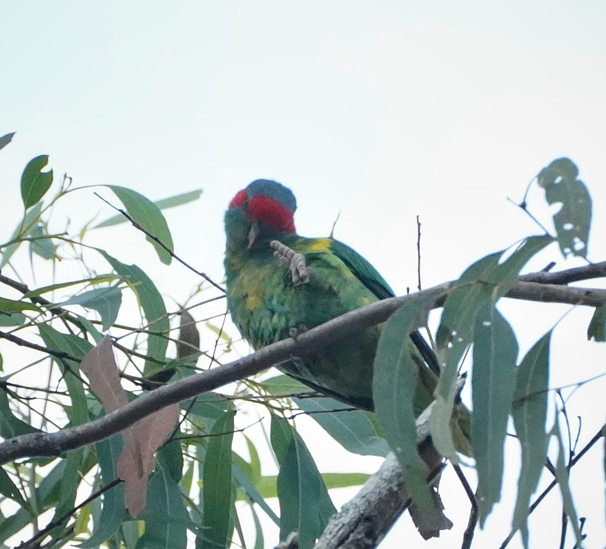 Musk Lorikeet - ML552978041