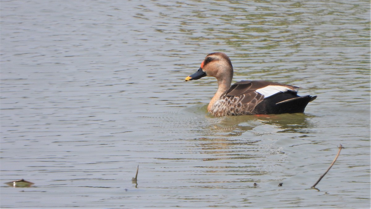 Indian Spot-billed Duck - ML552978401