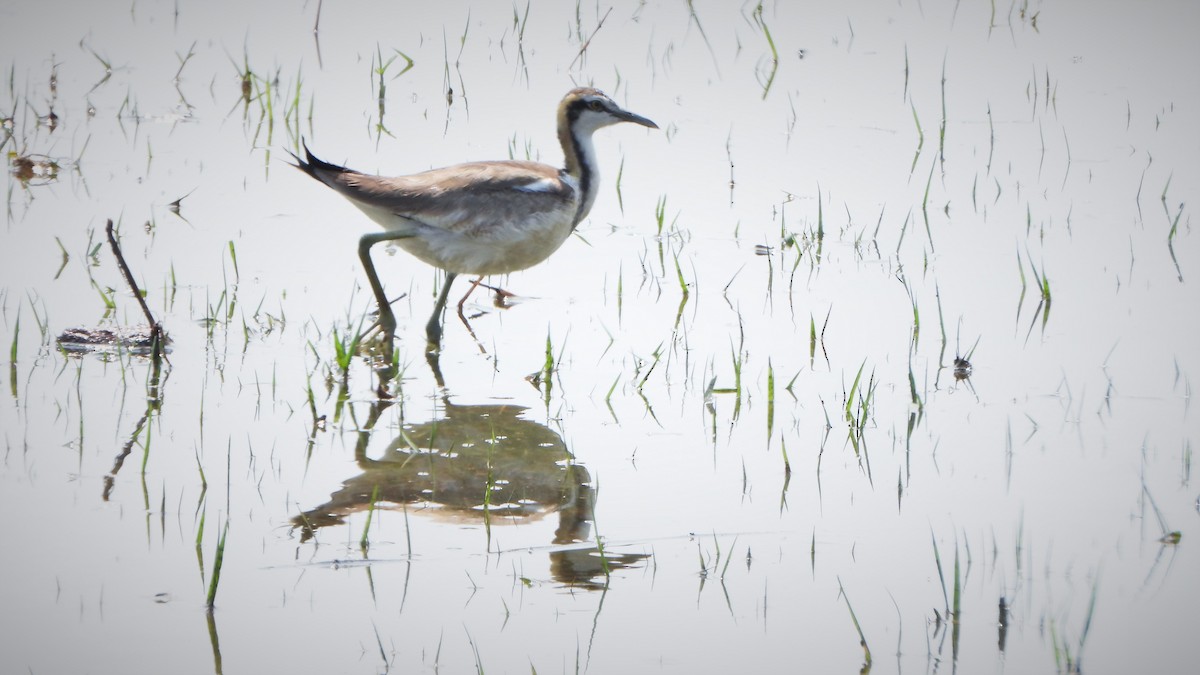 Jacana à longue queue - ML552978641