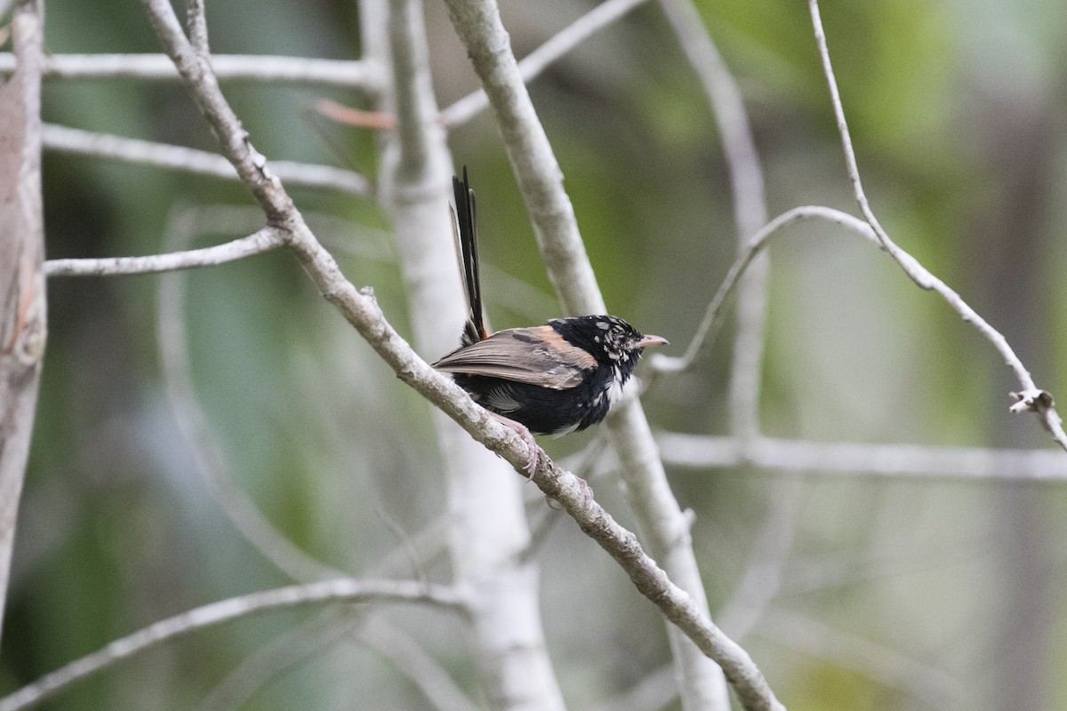 Red-backed Fairywren - John Cantwell