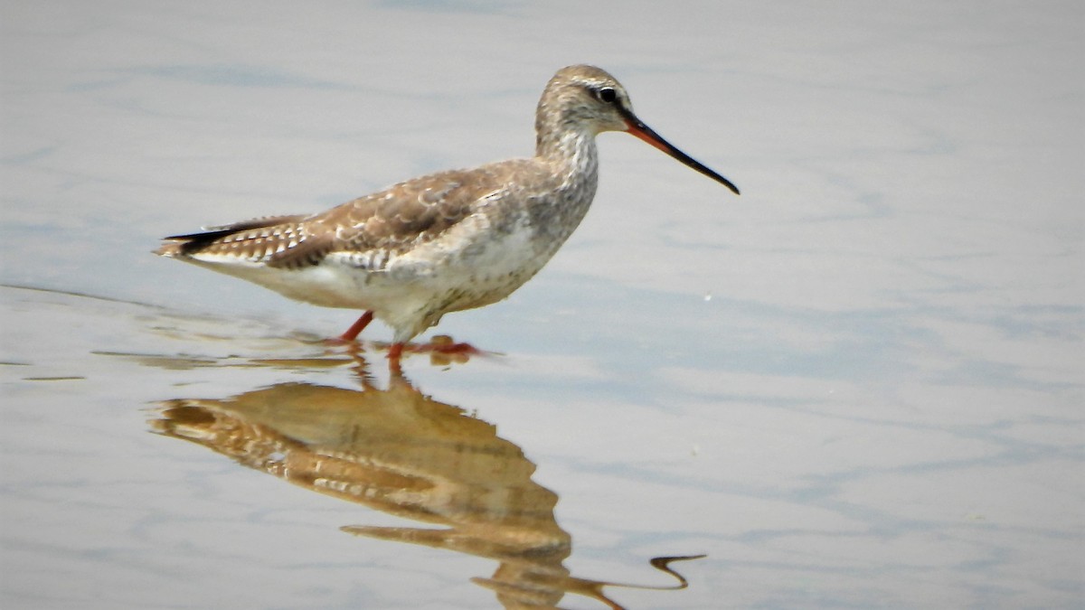 Spotted Redshank - ML552979421