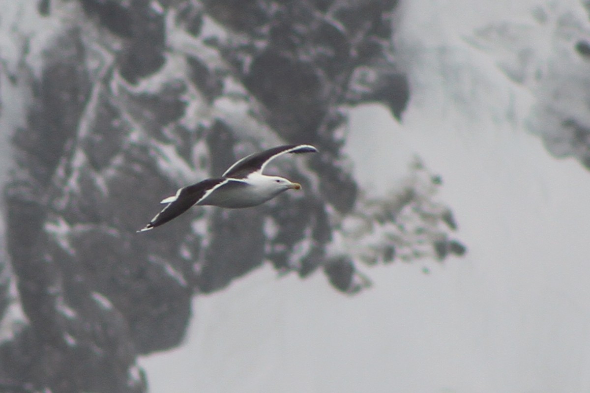 Great Black-backed Gull - ML552979471