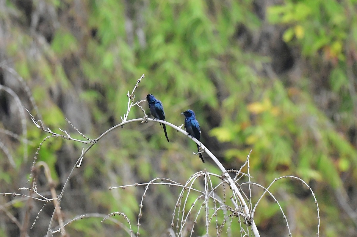 Bronzed Drongo - ML552979591