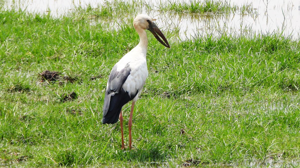 Asian Openbill - ML552979661