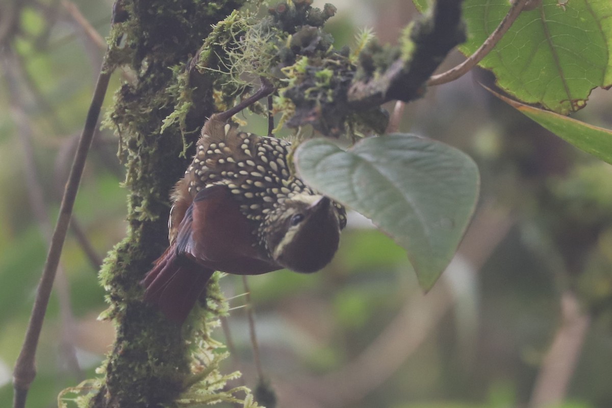 Pearled Treerunner - William Hull