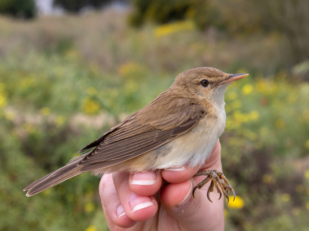 Common Reed Warbler - ML552981871