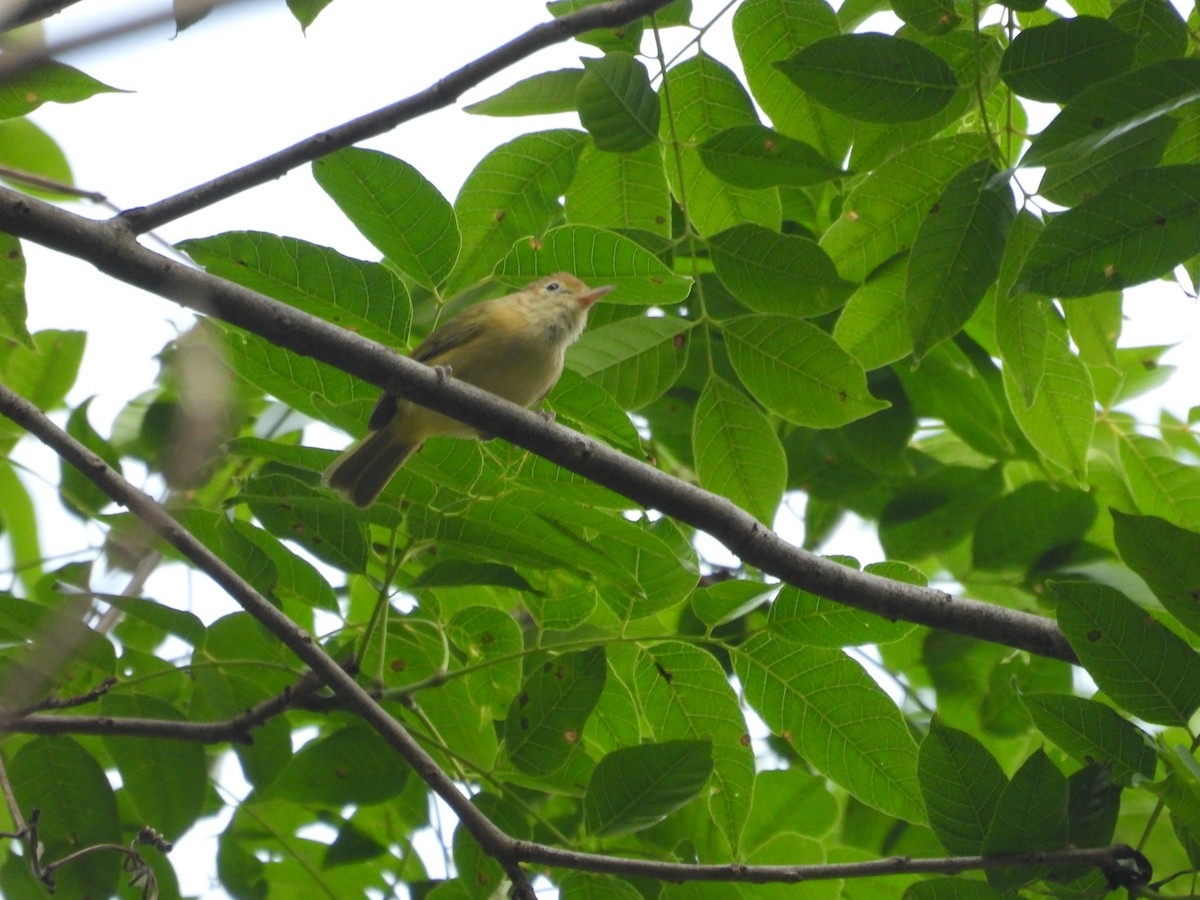 Golden-fronted Greenlet - ML552982051