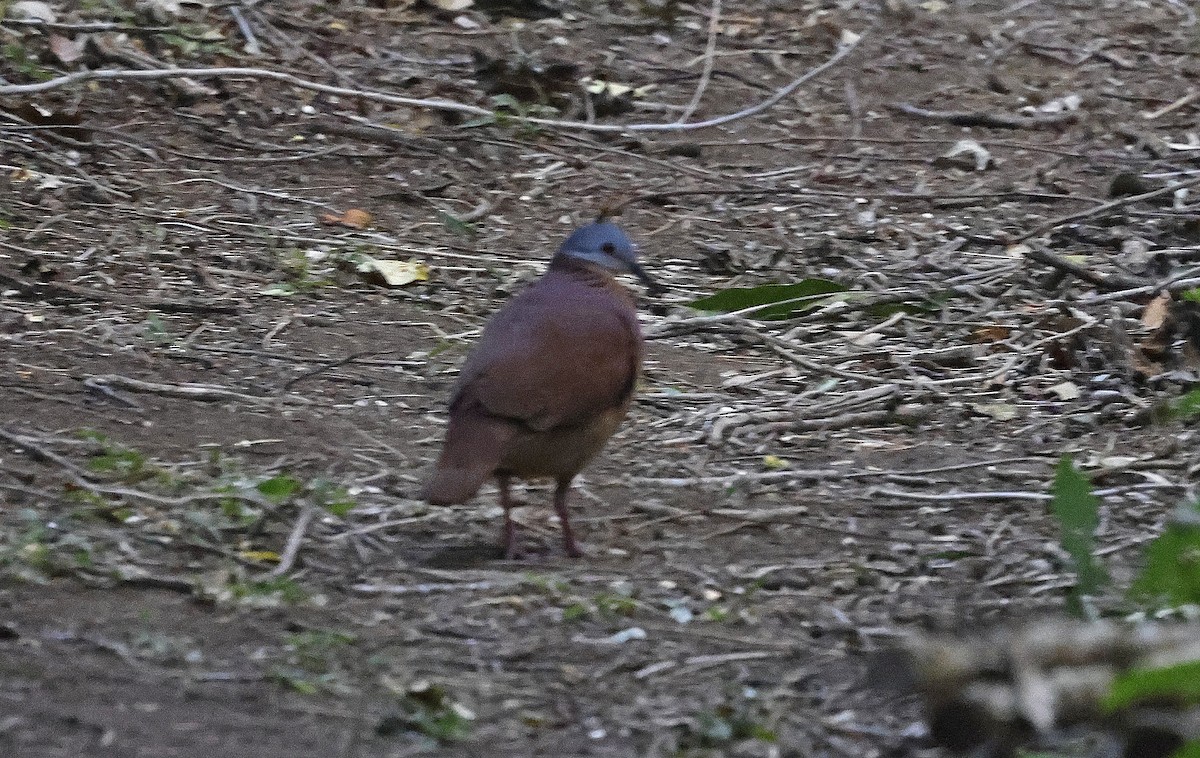 Chiriqui Quail-Dove - Paul Chapman