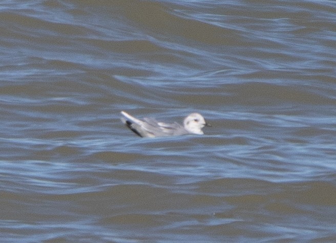 Little Gull - ML552982991