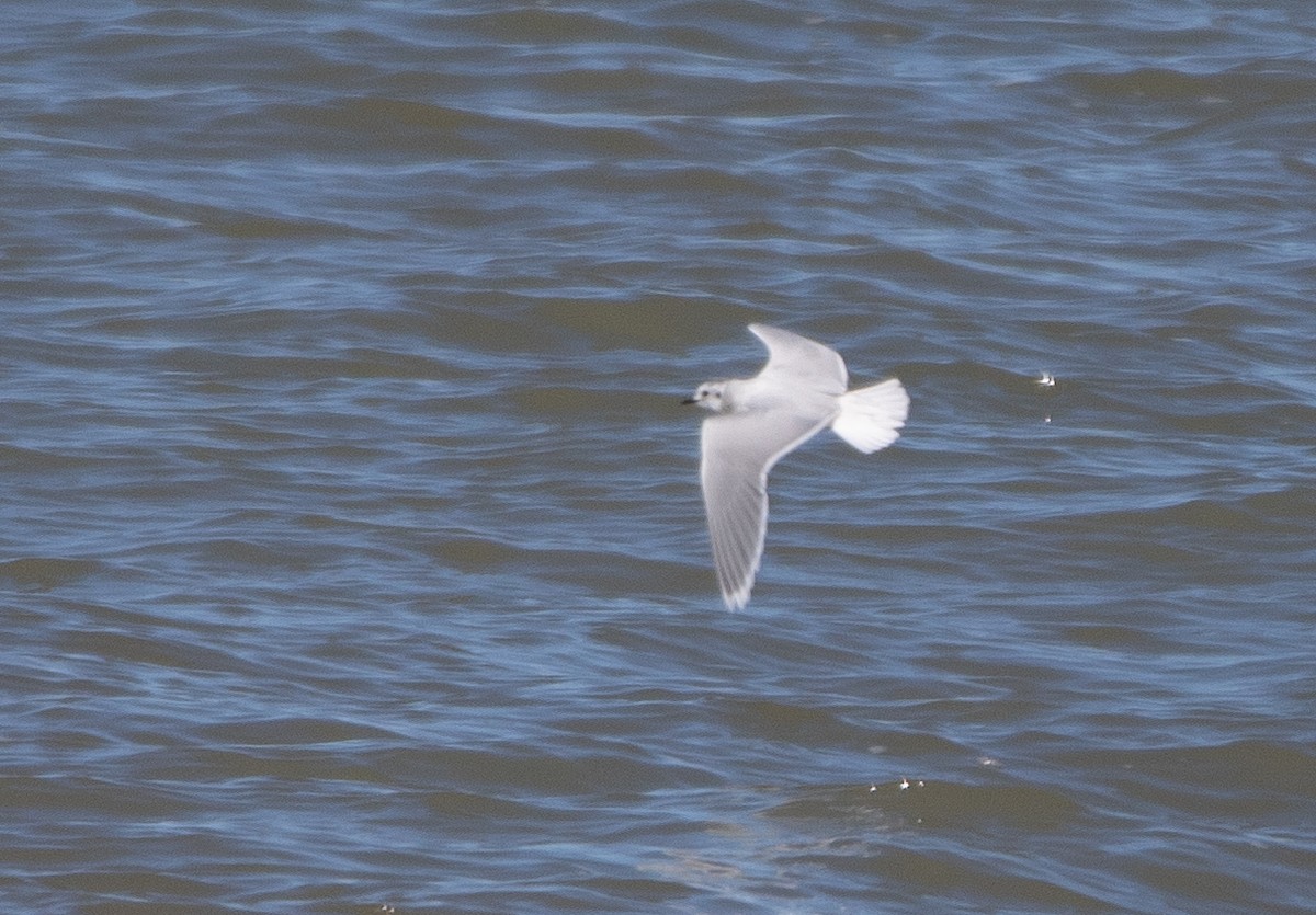 Little Gull - Joel Strong