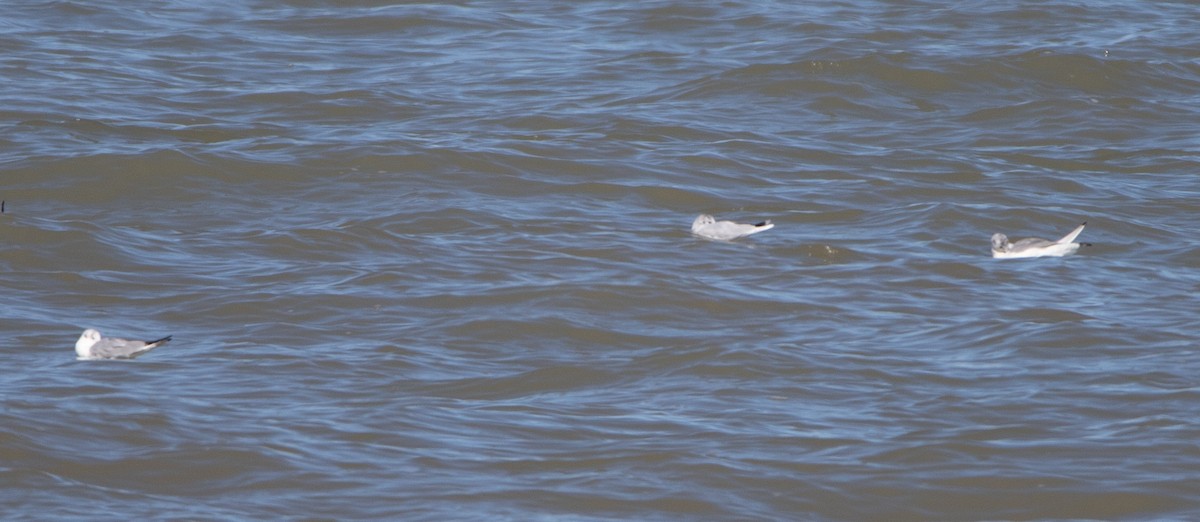 Little Gull - ML552983011