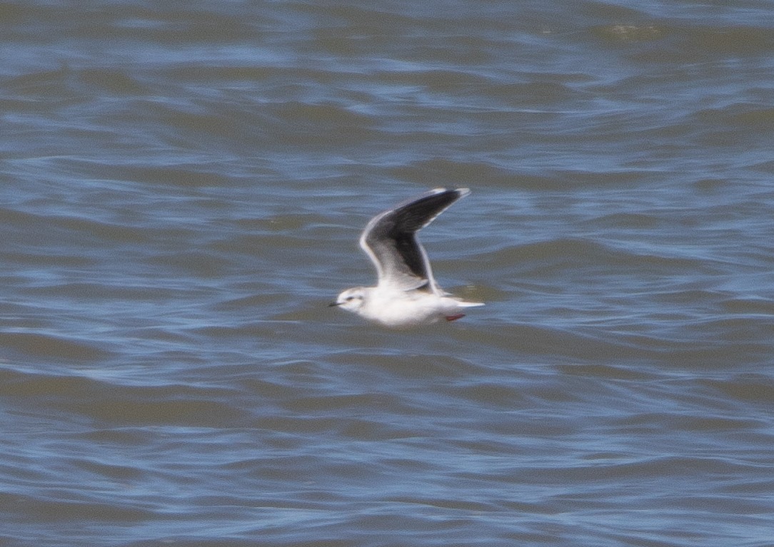 Little Gull - ML552983021