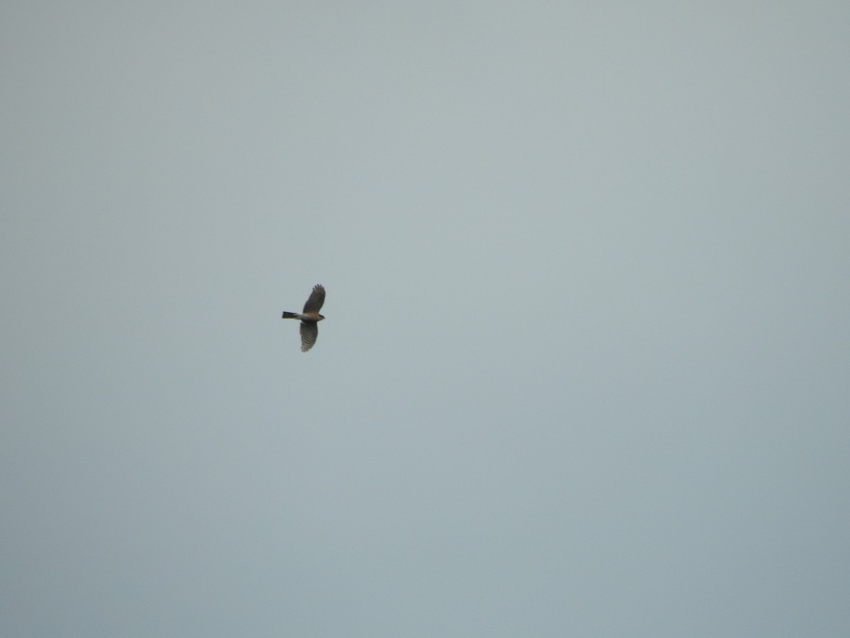 Sharp-shinned Hawk - ML552983311