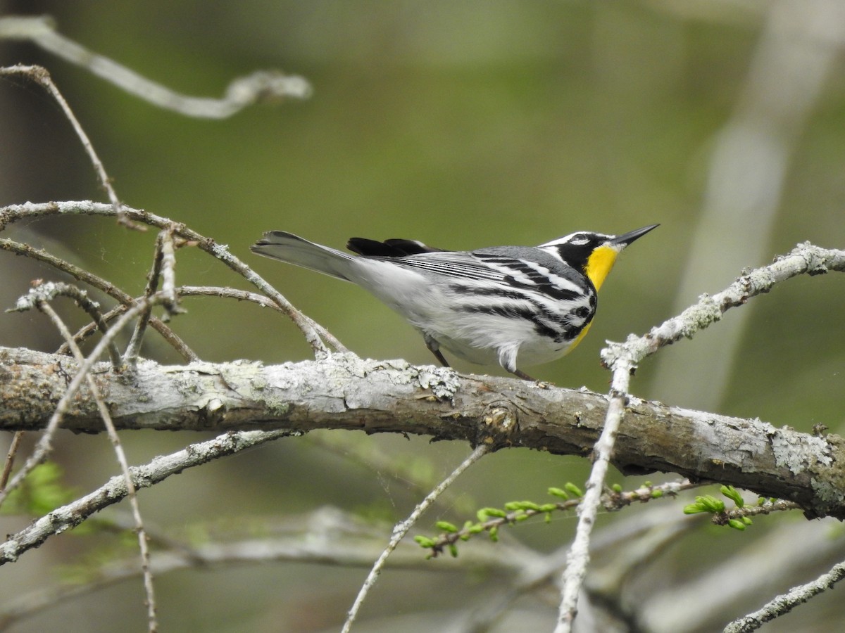 Yellow-throated Warbler - John Dillon