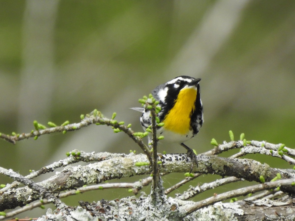 Yellow-throated Warbler - ML552983581