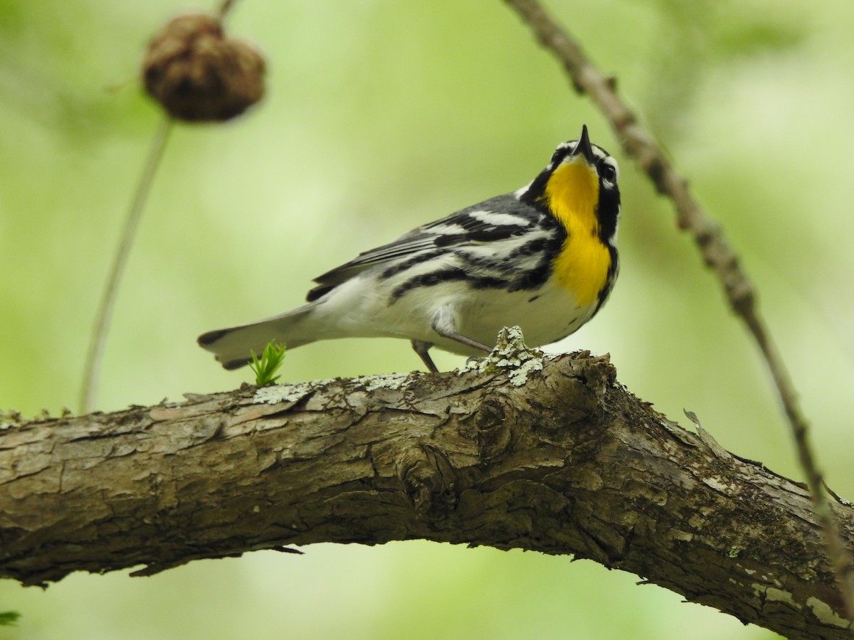 Yellow-throated Warbler - ML552983591