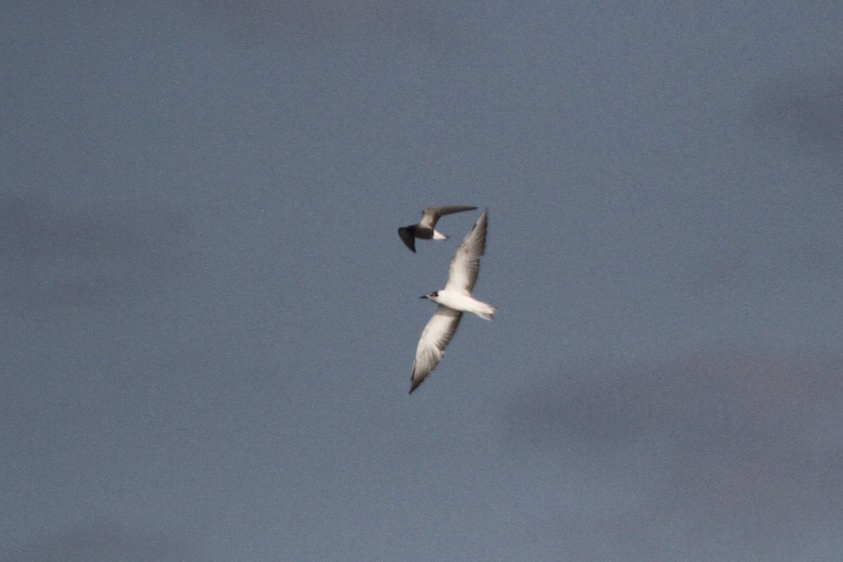 Black Tern - R. Bruce Richardson