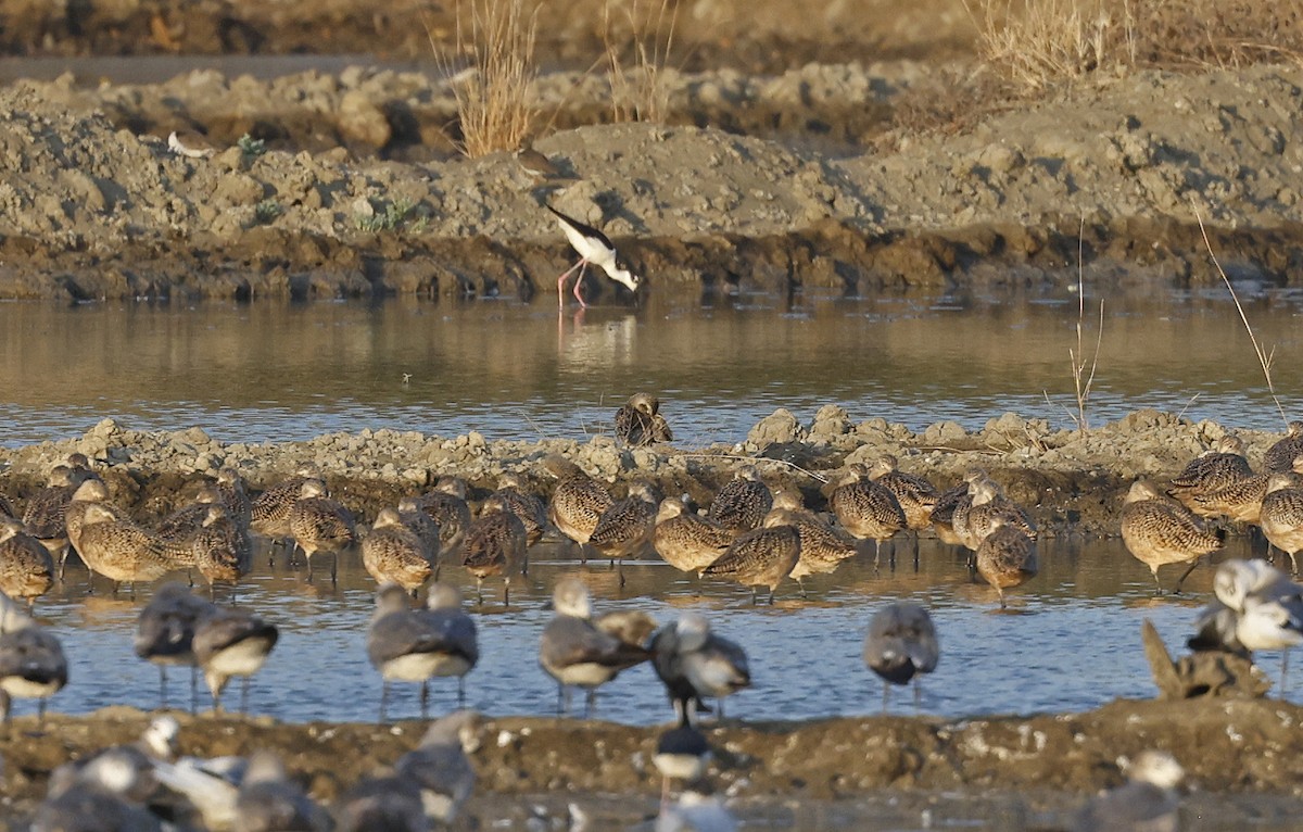 American Golden-Plover - ML552987851