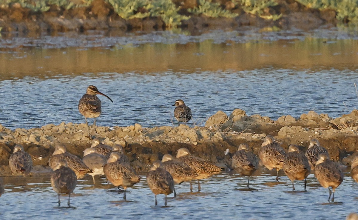 American Golden-Plover - Paul Chapman