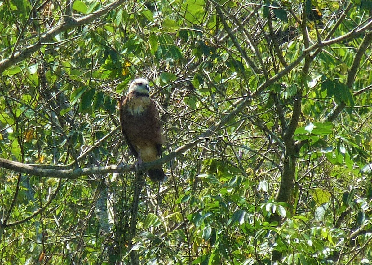 Black-collared Hawk - Carlos Otávio Gussoni