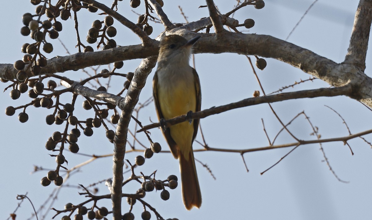 Brown-crested Flycatcher - ML552988441