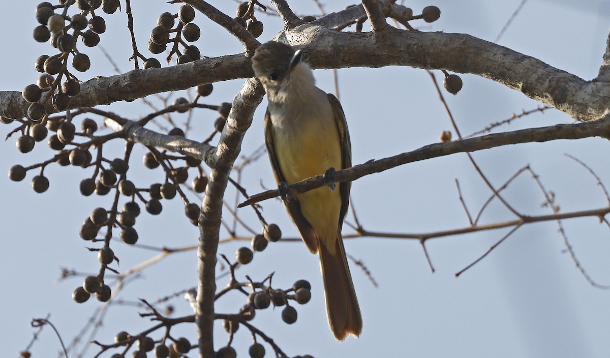 Brown-crested Flycatcher - ML552988451