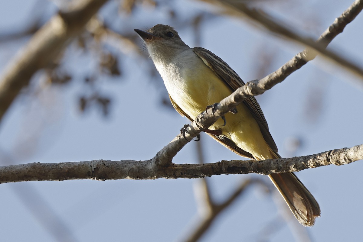 Brown-crested Flycatcher - ML552988461