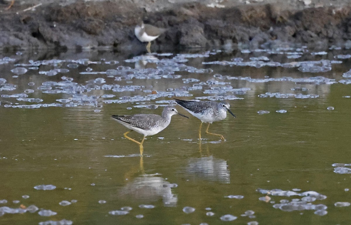 Lesser Yellowlegs - ML552989751