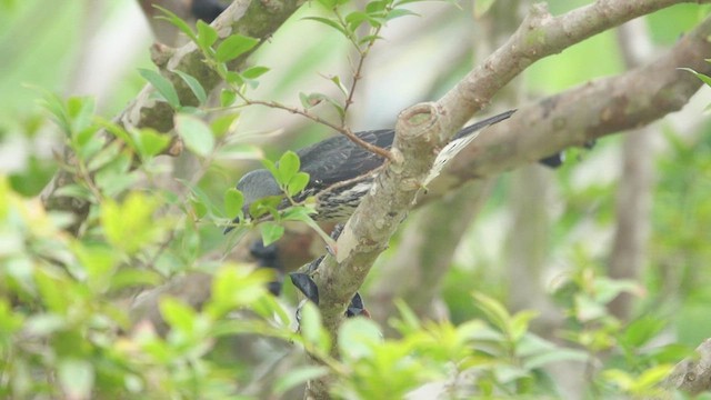 Asian Glossy Starling - ML552989781